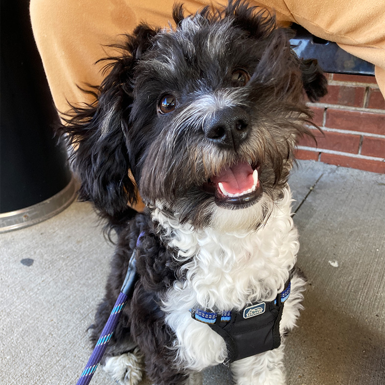 Black and white aussiedoodle sitting and wearing a black and blue harness and blue leash looking up at the camera | Taste of the Wild