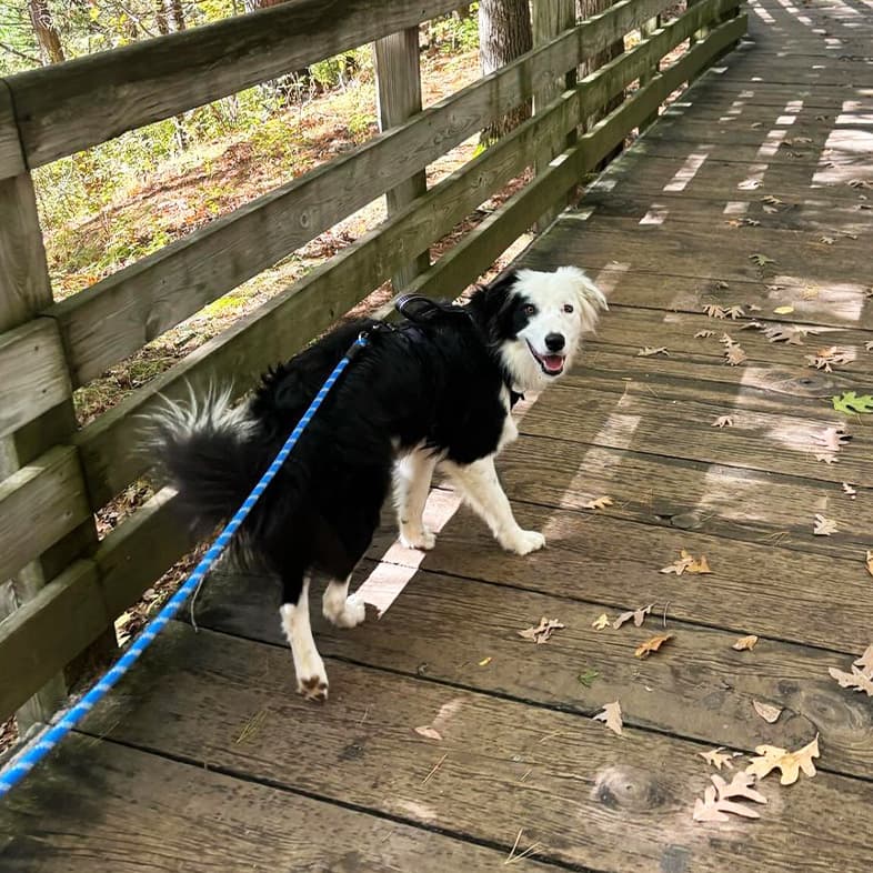 Black-and-white border collie walking on leash along a wooden bridge and looking back at the camera.