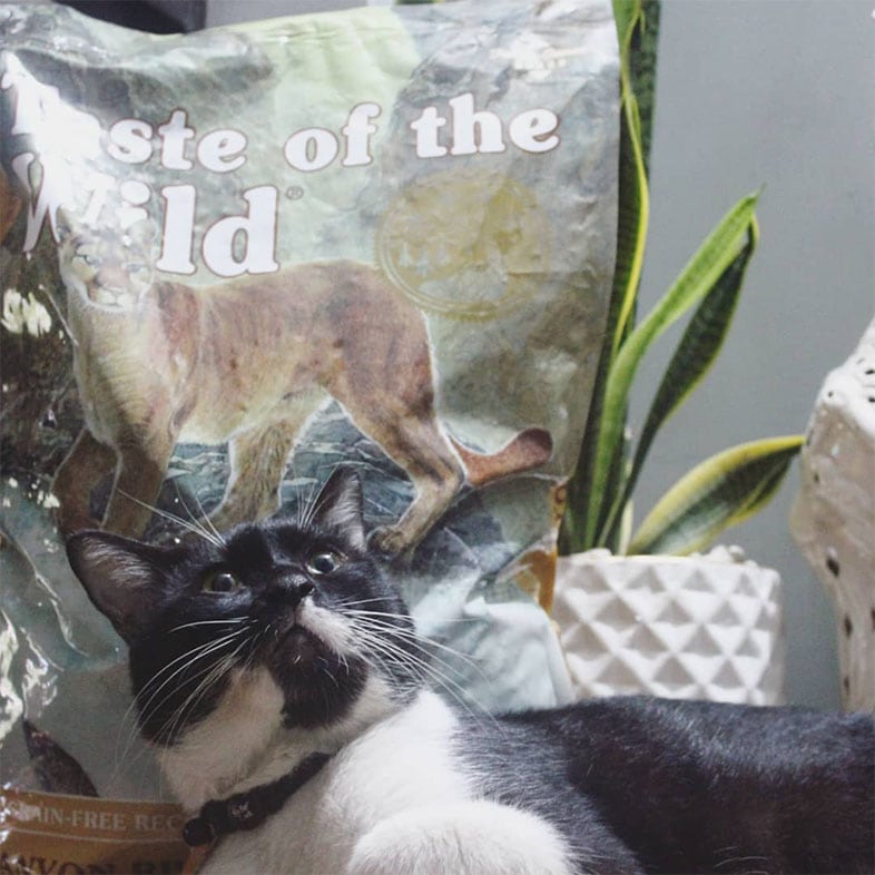 Black and White Cat Looking Surprised Next to Taste of the Wild Cat Food Bag | Taste of the Wild