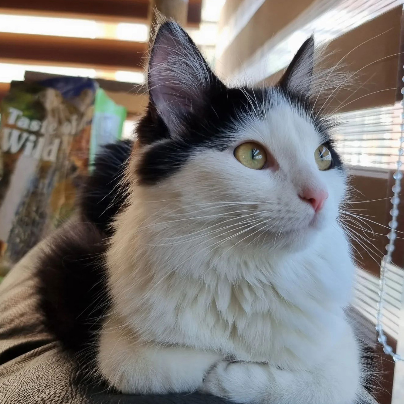 Black and white cat with green yellow eyes lying down on a couch in front of a Rocky Mountain Feline Recipe bag.