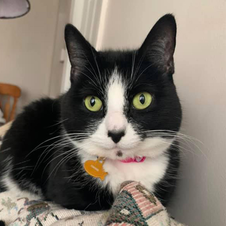 Black and white domestic shorthair cat lying down on a patterned couch | Taste of the Wild