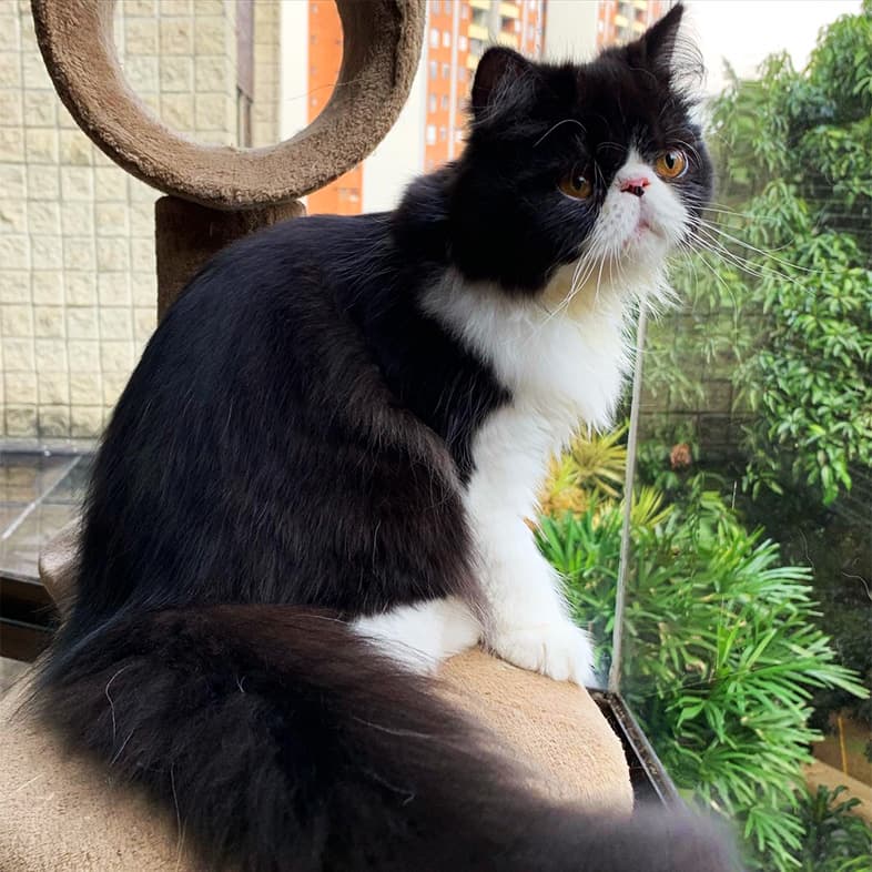Black and White Longhaired Persian Cat Sitting at Window | Taste of the Wild