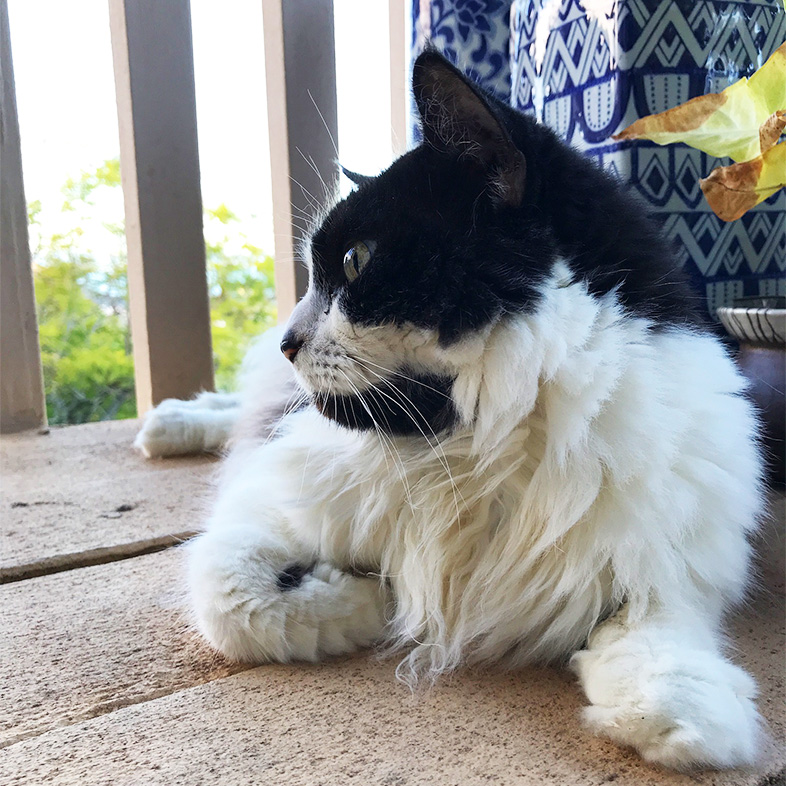 Black and white medium fur cat lying down on deck looking to the left | Taste of the Wild