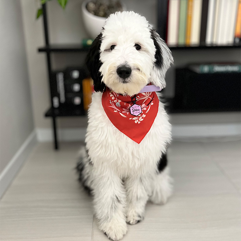 Black and white sheepadoodle wearing red bandana and sitting down indoors | Taste of the Wild