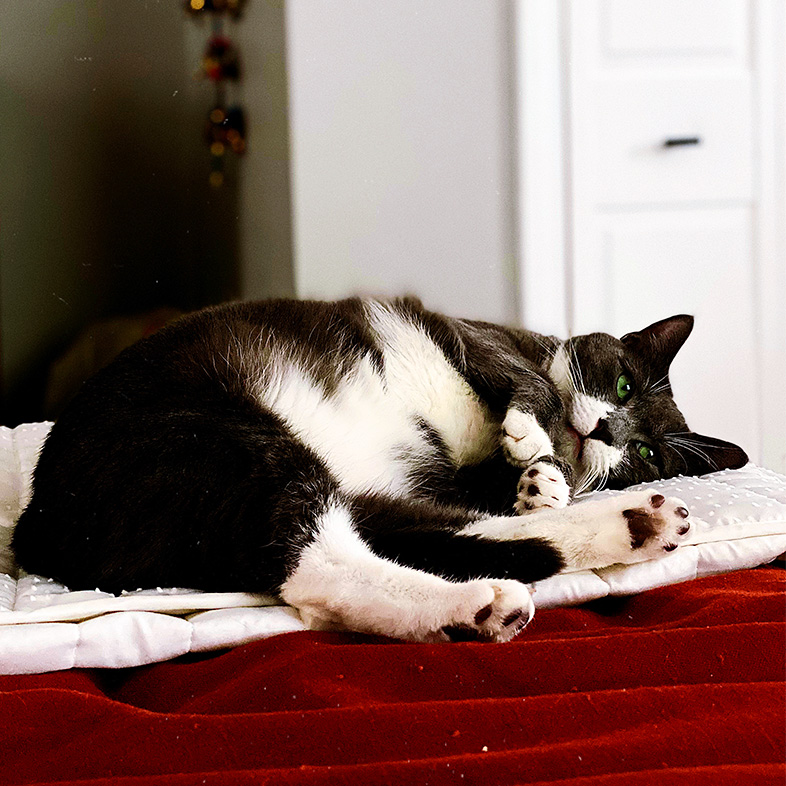 Black and white shorthair cat lying down on red and white blankets | Taste of the Wild