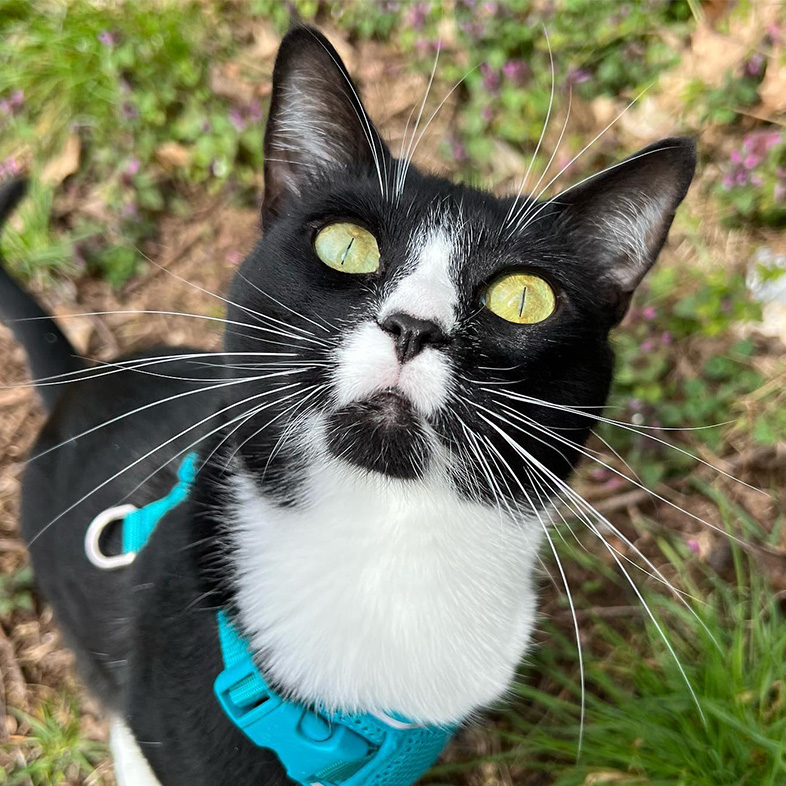 Black and white tuxedo cat with green eyes wearing a teal harness standing outdoors looking up at the camera.