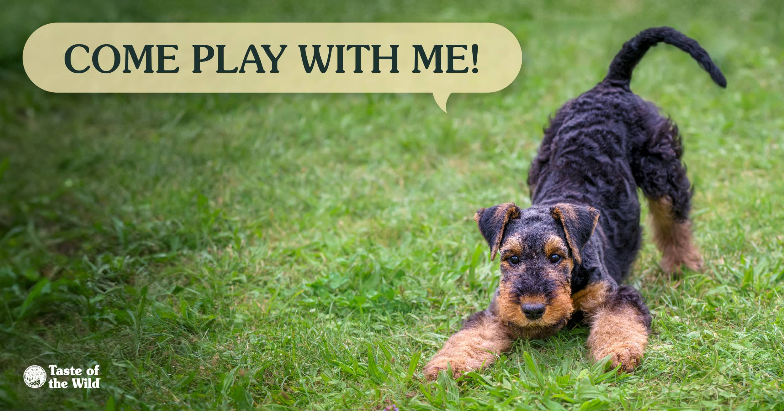 A black and brown dog standing in the grass arching its back with its tail in the air.