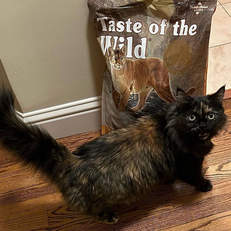 A black and brown long-haired cat standing on the floor next to a bag of Taste of the Wild Canyon River Feline Recipe with Trout and Smoke-Flavored Salmon.