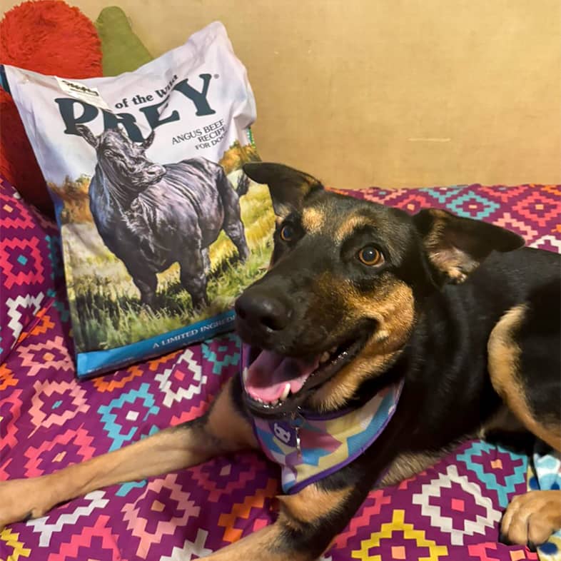 A black and brown mixed breed dog lies down on a pink patterned bed with a PREY Angus Beef bag.