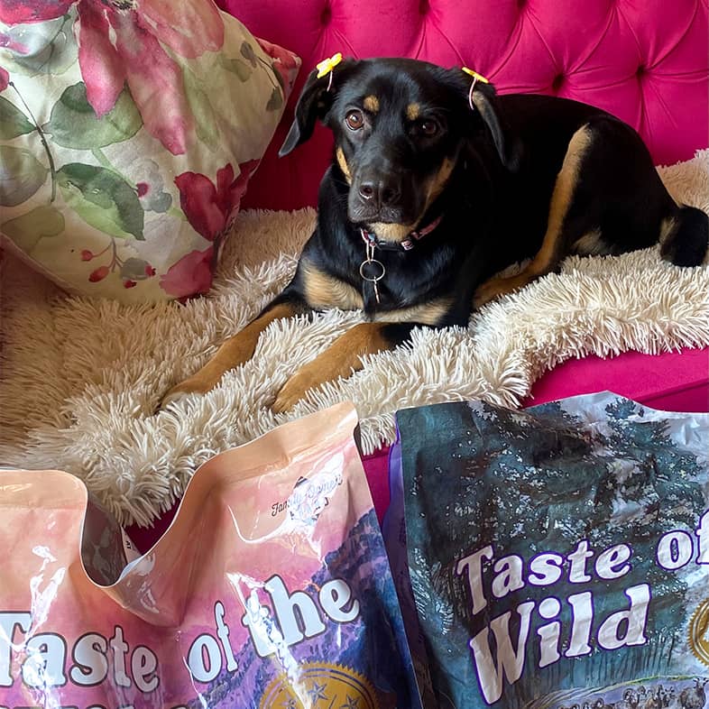 A black and brown mixed breed dog lying down on a pink couch behind two Taste of the Wild bags.