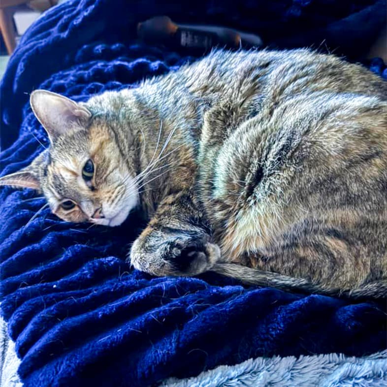 A black and brown-striped cat lying on a blue blanket in bed.