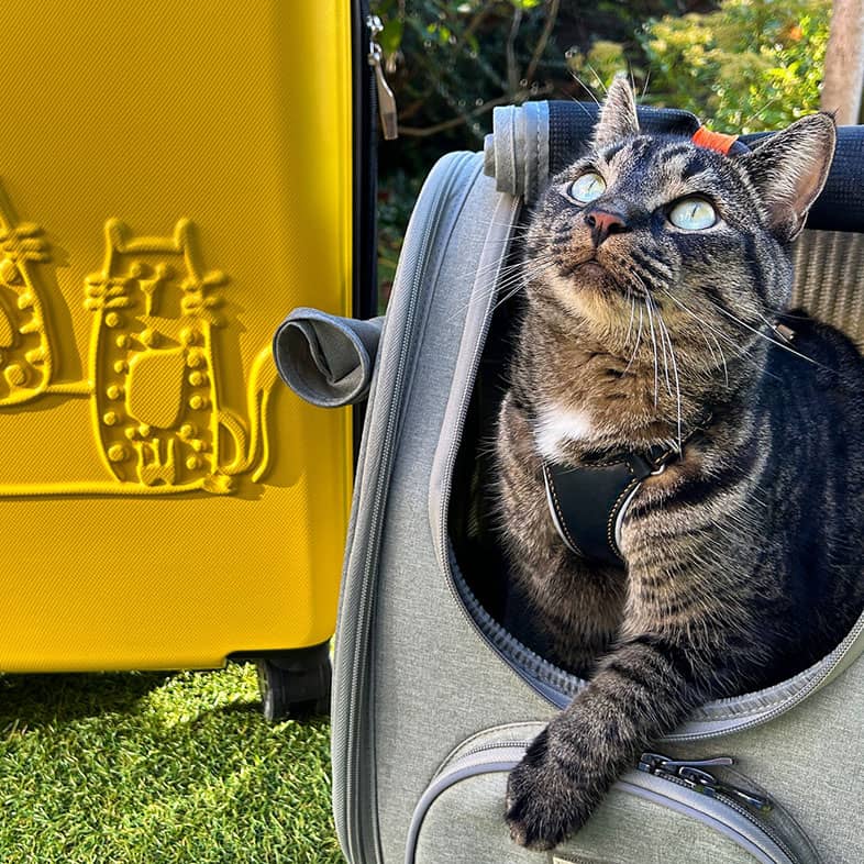 A black and brown striped cat sitting in a cat carrier outside in the sun.