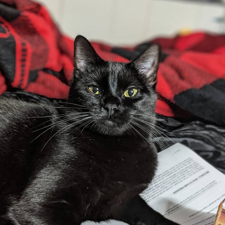 Black cat lying down on black and red patterned blankets.
