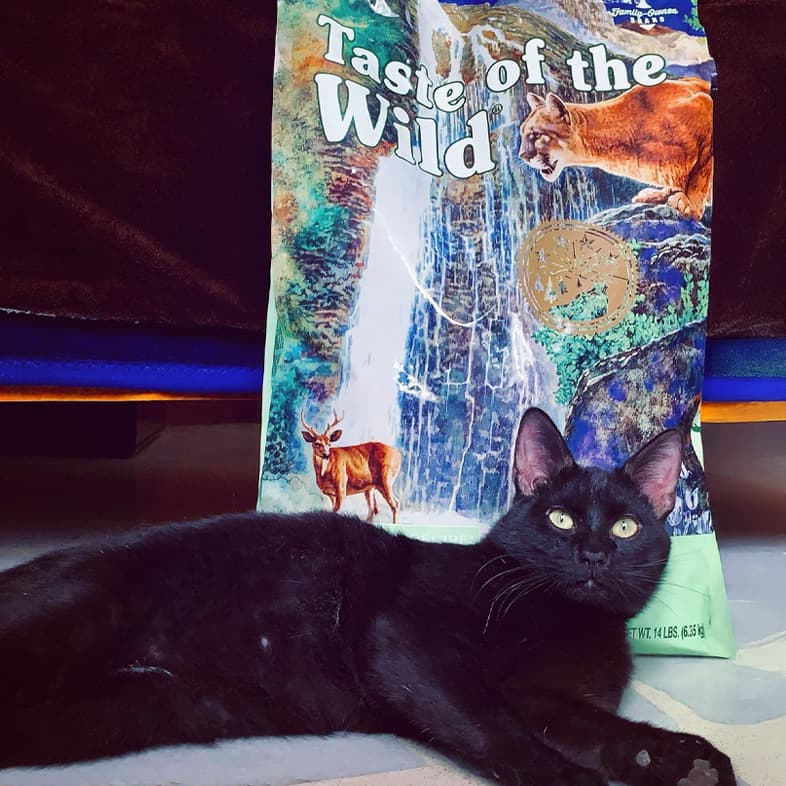 A black cat lying on a rug on the floor next to a bag of Rocky Mountain Feline Recipe.
