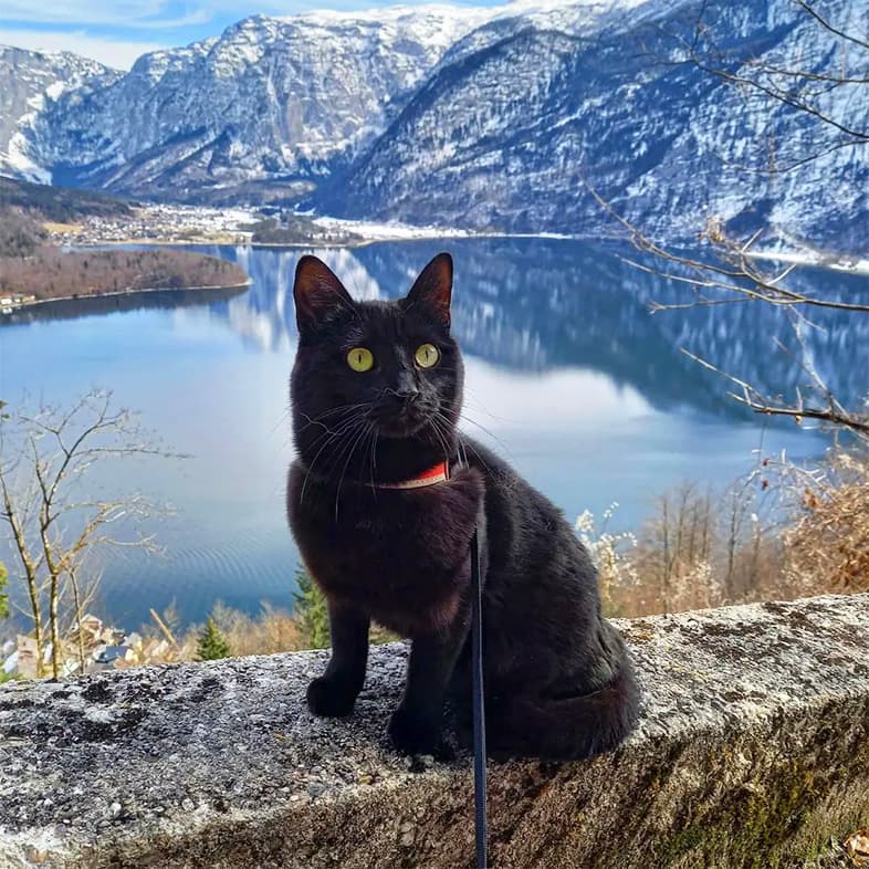 Black Cat on Leash Posing in Front of Mountain Range and Lake | Taste of the Wild