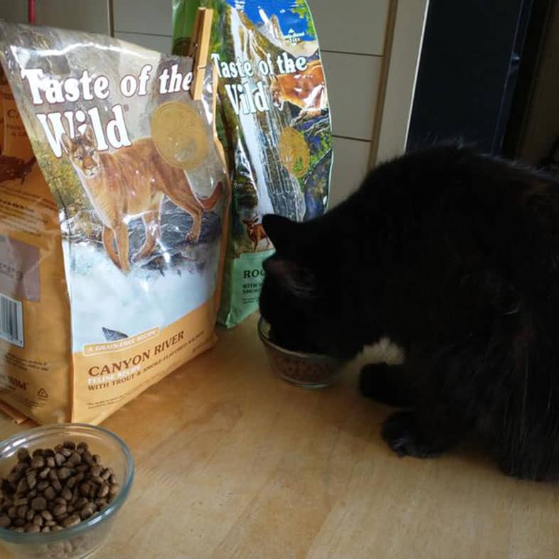 A black cat sitting on a counter top eating a bowl of cat food in front of a bag of Canyon River Feline Recipe and a bag of Rocky Mountain Feline Recipe.