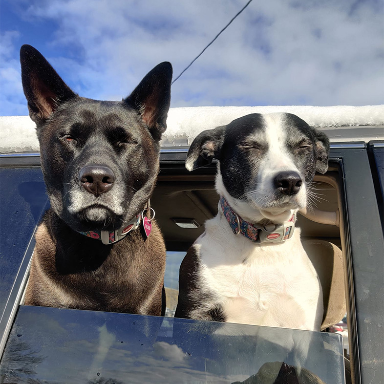 Black dog and white and black dog sticking heads out of a car window with eyes closed | Taste of the Wild