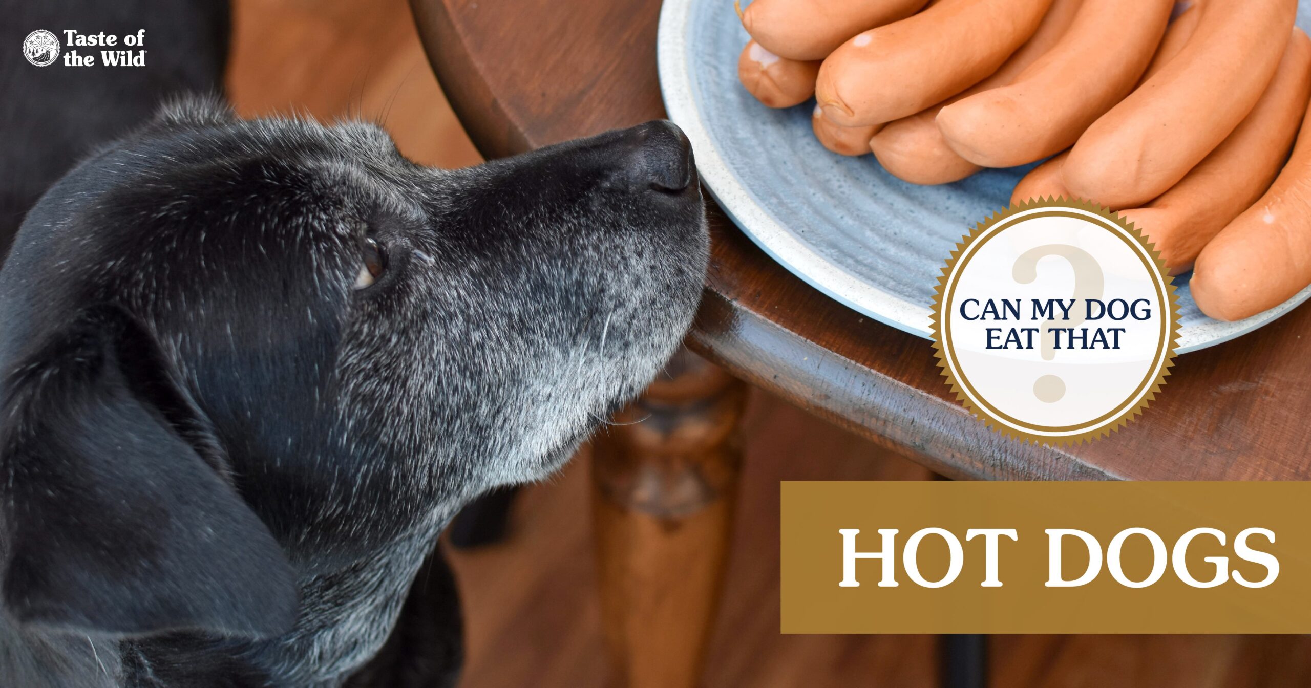 A black dog with its nose resting on a table staring at a plate of hot dogs.