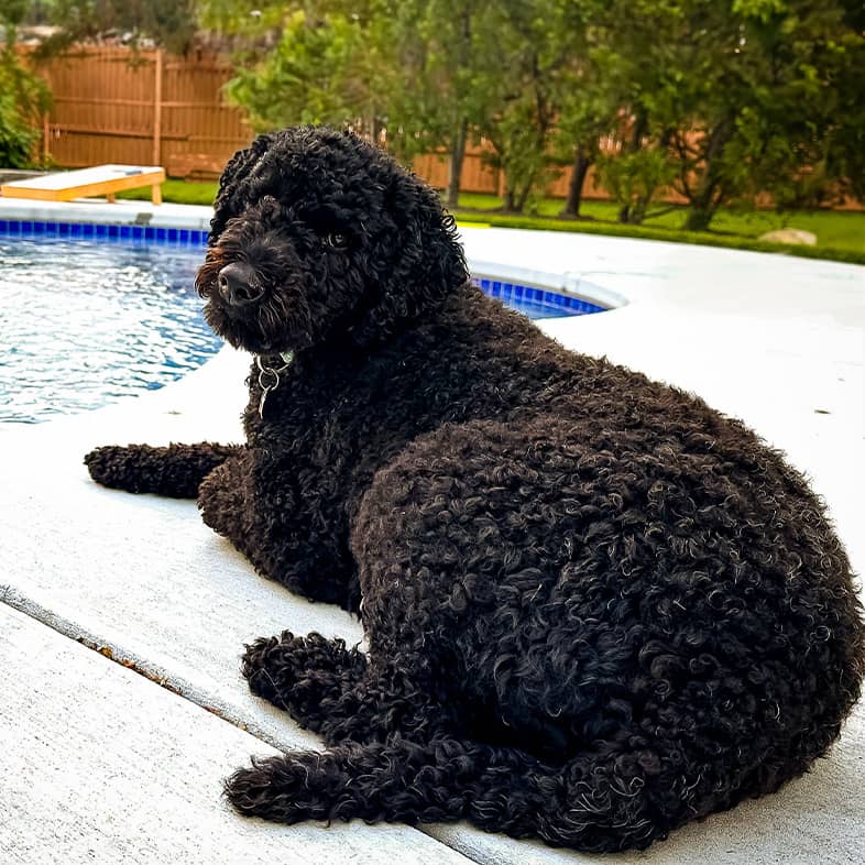 A black doodle lies down next to a pool and looks back at the camera.