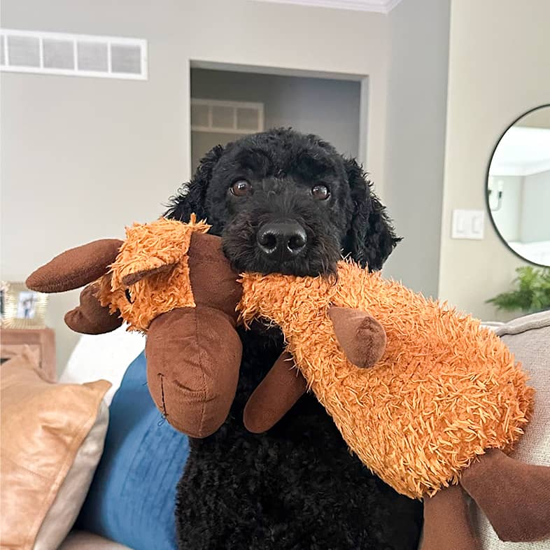 A black doodle sitting on a couch with a brown moose stuffed animal in their mouth.