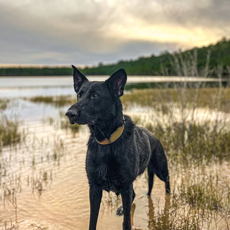 Black Dutch shepherd mix standing in water.
