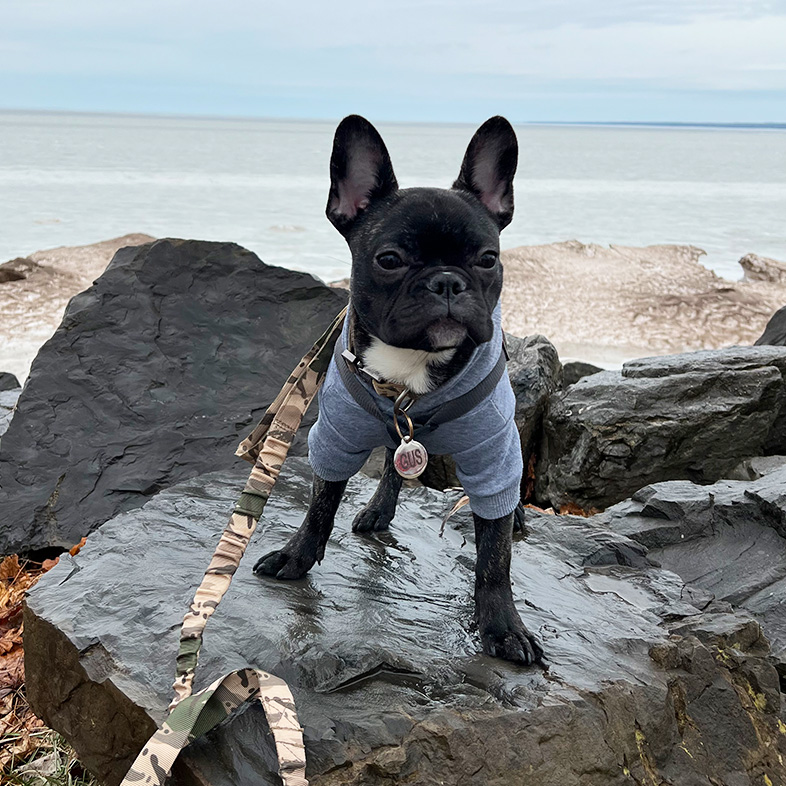 Black French bulldog wearing gray sweater standing on rocks in front of water | Taste of the Wild