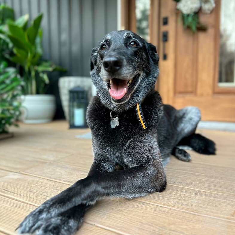 A black German shepherd lying down on a front porch.