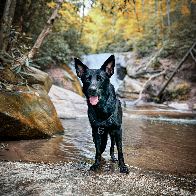 Black German shepherd wearing harness standing in a stream in front of autumn trees.