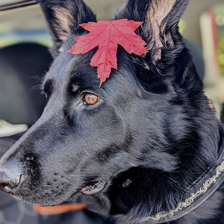 Black German Shepherd with Red Leaf on Head | Taste of the Wild