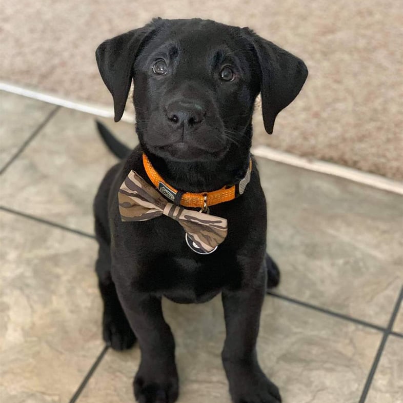Black Labrador Puppy Sitting Down | Taste of the Wild
