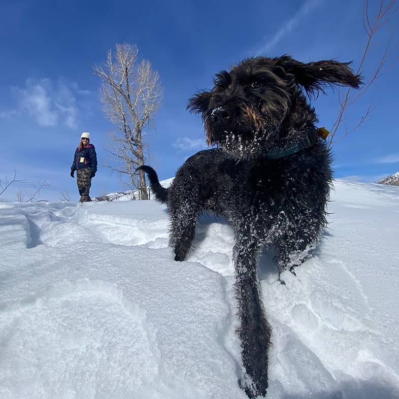 A black Labradoodle running through deep snow with its owner watching in the background.
