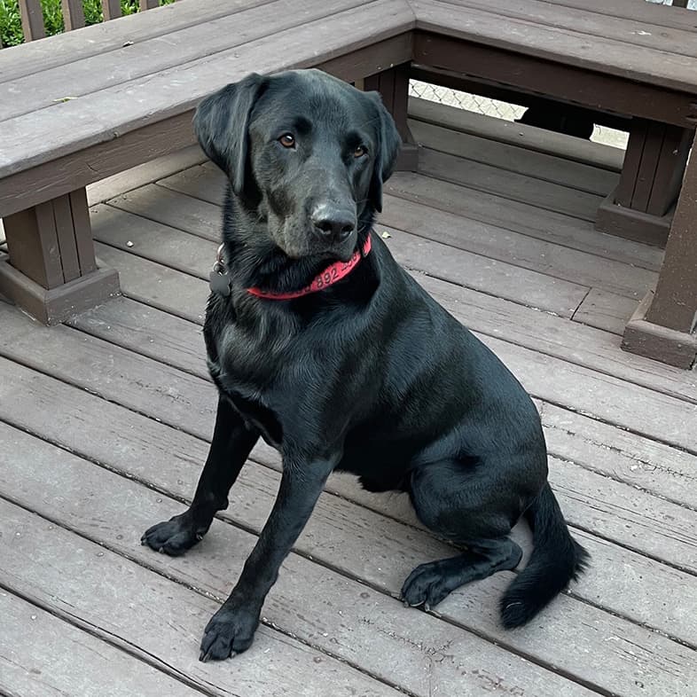 Black Labrador Retriever Sitting on a Backyard Deck | Taste of the Wild