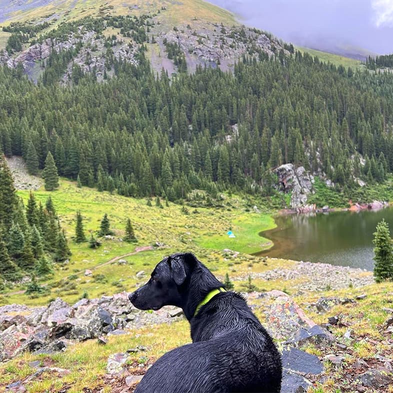 Black Labrador retriever standing in front of a green mountain, forest and lake.