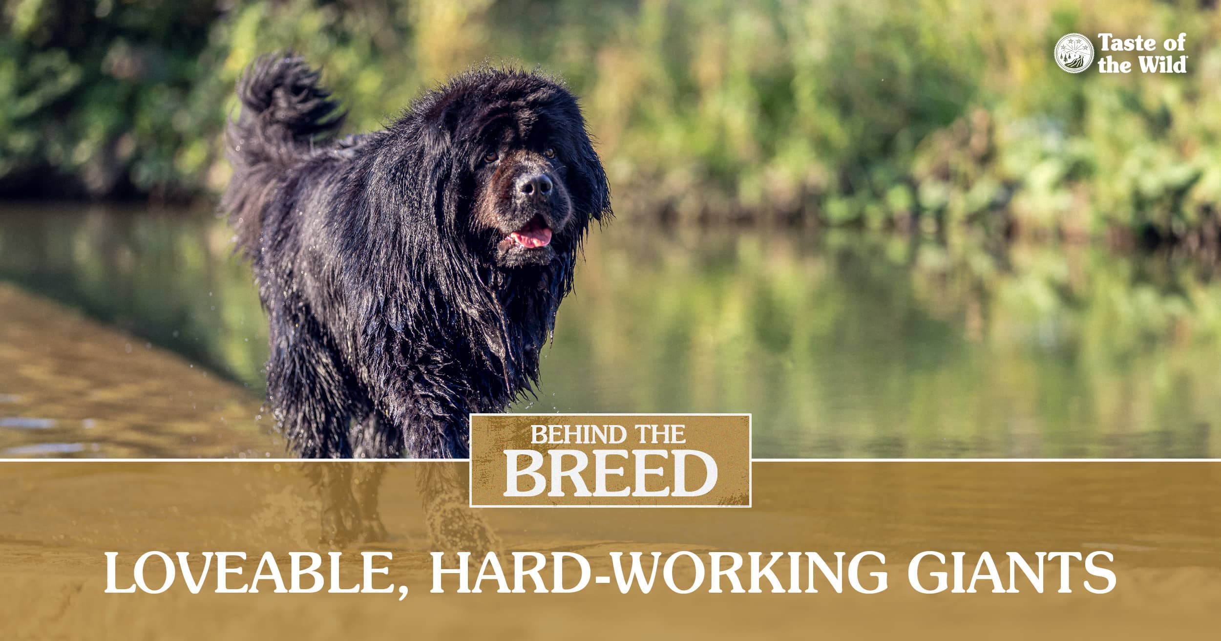 Fun Facts About Newfoundland Dogs Blog Graphic