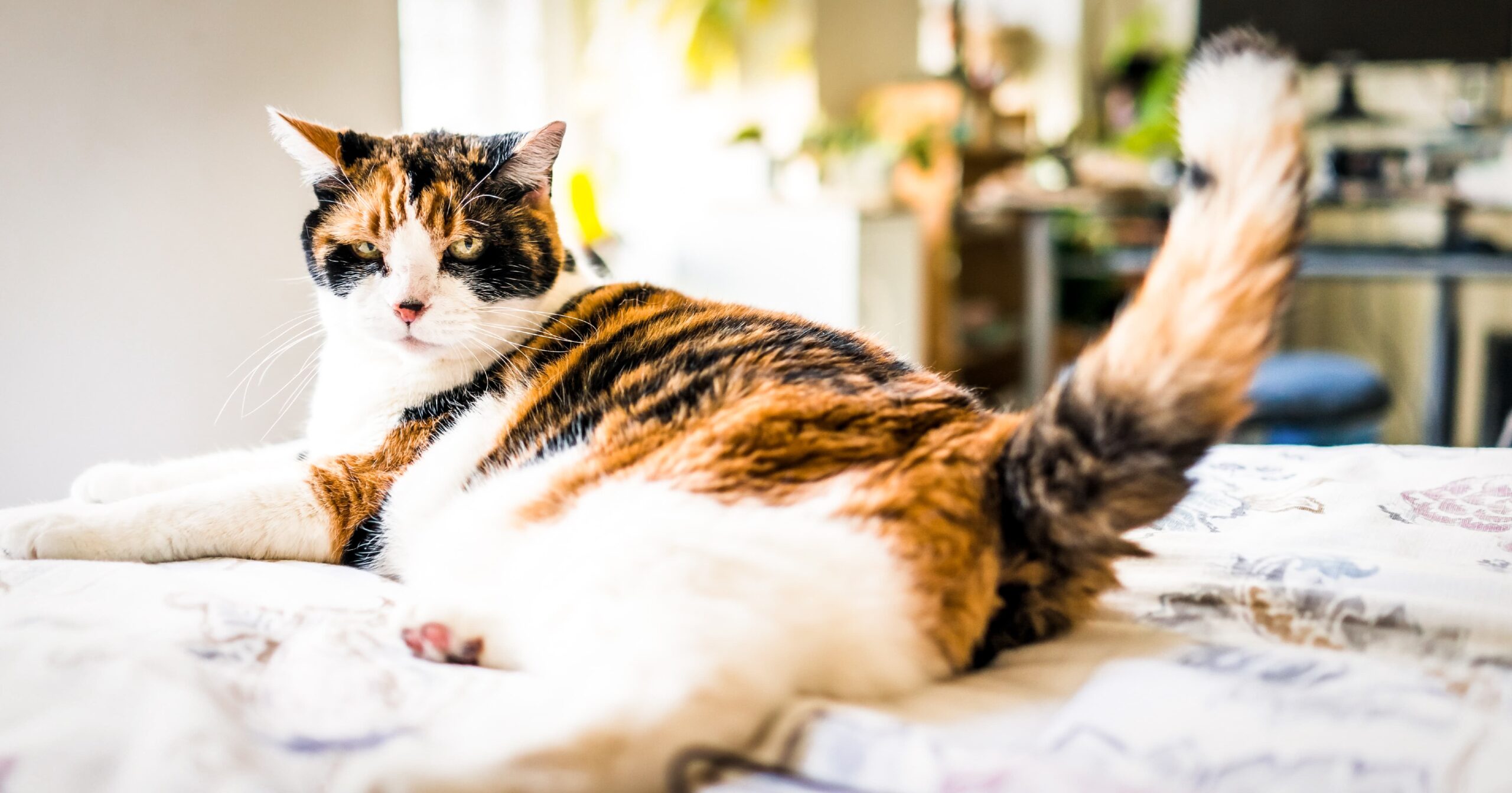 A black and orange striped cat lying on a bed with its tail up.