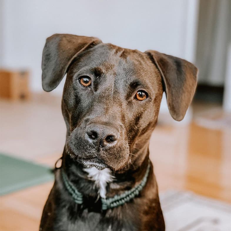 Black Pit Bull Mix with White on Chest | Taste of the Wild