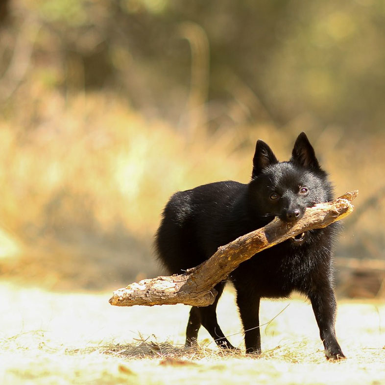 Black Schipperke Dog Running with a Stick | Taste of the Wild