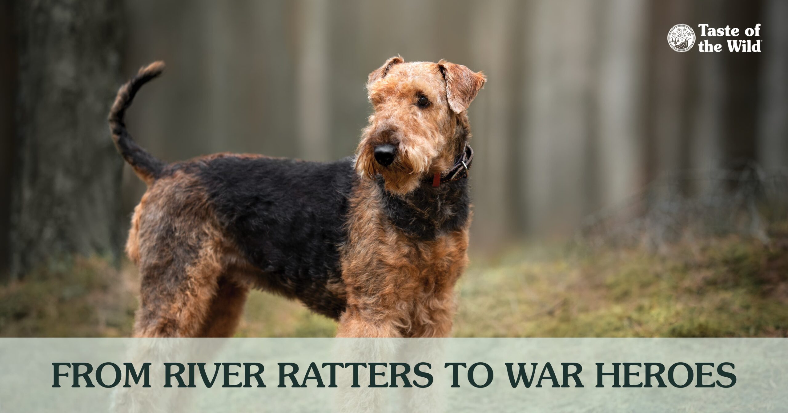 An interior graphic with three quick facts about Airedale terriers.