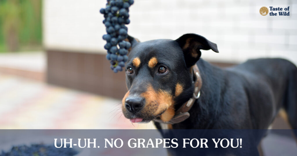 A Black and Brown Dog Staring at Hanging Grapes
