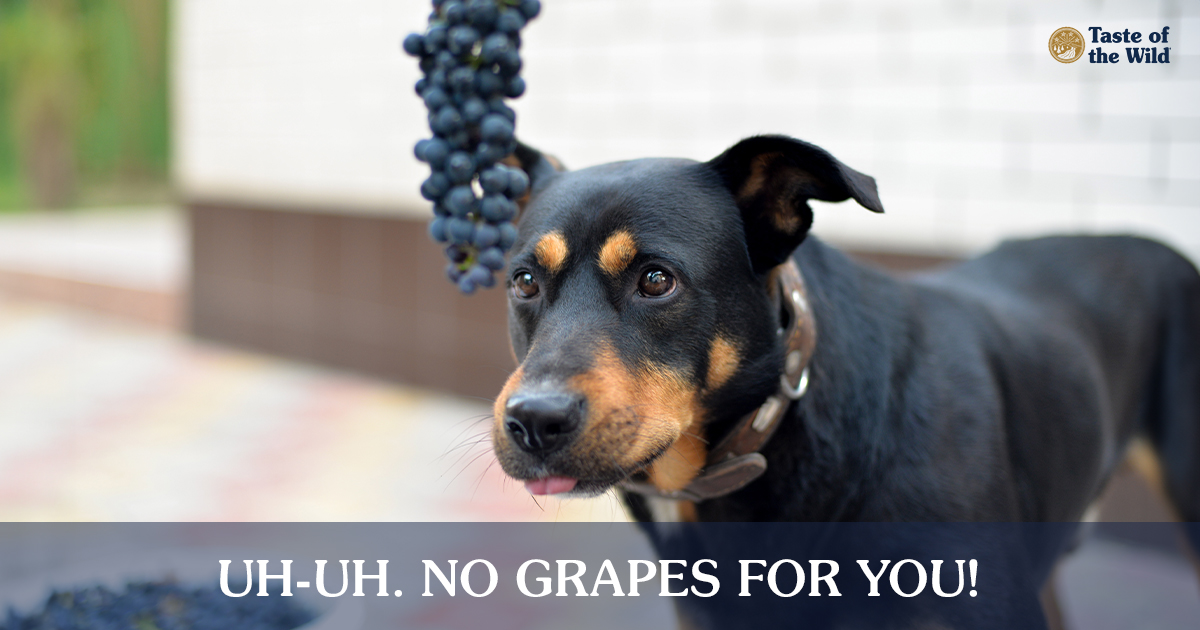 A Black and Brown Dog Staring at Hanging Grapes