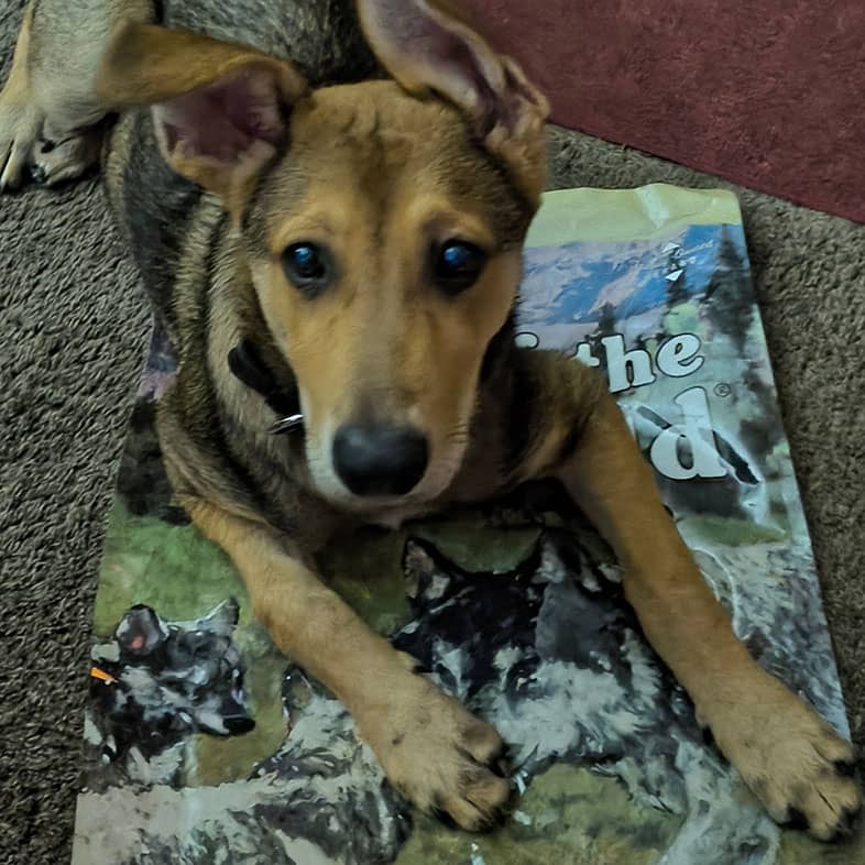 A black and tan puppy lying on the floor with its front two paws resting on an empty bag of High Prairie Puppy Recipe from Taste of the Wild.