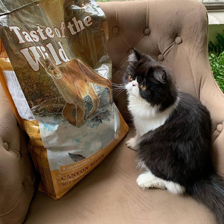A black and white cat on a brown chair staring at a bag of Taste of the Wild Canyon River food.