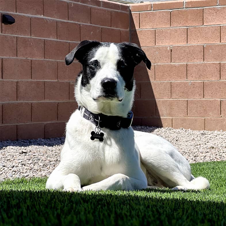 Black and white dog lying down in the grass.