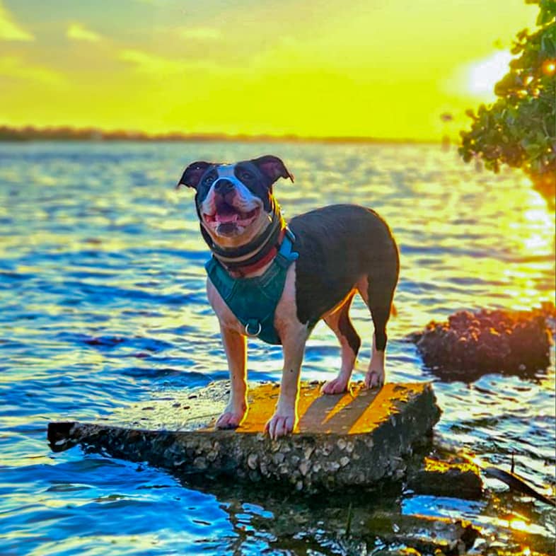 A black and white dog standing on a rock in front of the intercoastal water and sunset.