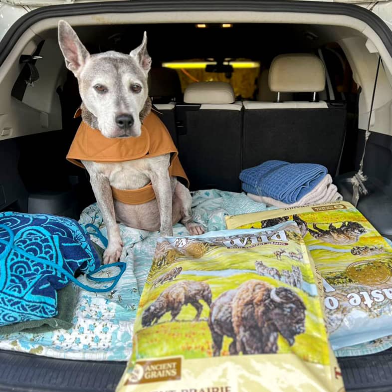 A black and white mixed breed dog sitting in a car trunk with two Taste of the Wild bags.