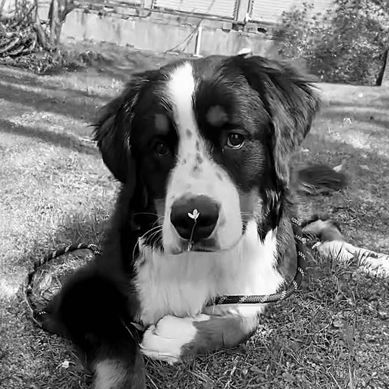 Black and white photo of a Bernese mountain dog puppy lying down in the grass.