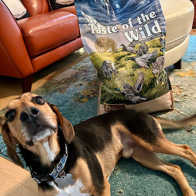 A black, white and tan dog lying on the floor next to a bag of Taste of the Wild Ancient Grains dog food.