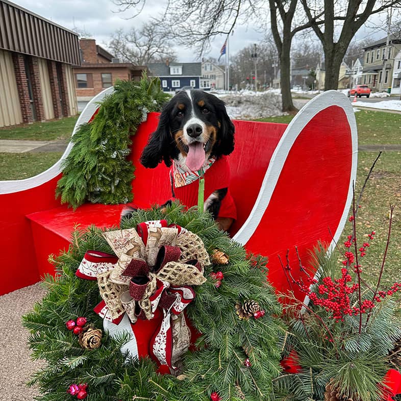 A black, white and tan dog sitting in a red and white painted sleigh with a Christmas wreath on the front.