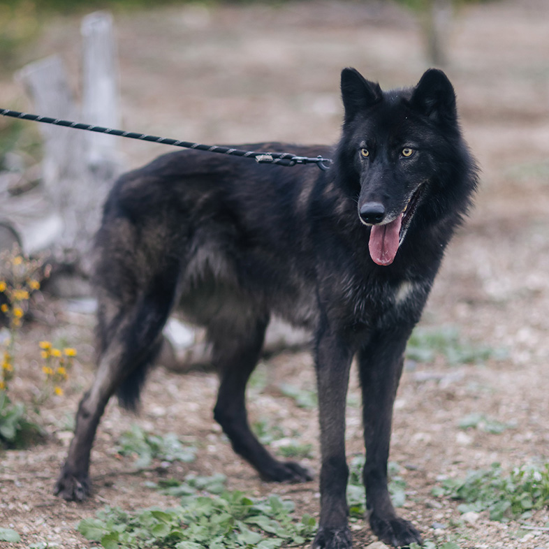 Black wolfdog standing in grass sticking tongue out and wearing black leash.