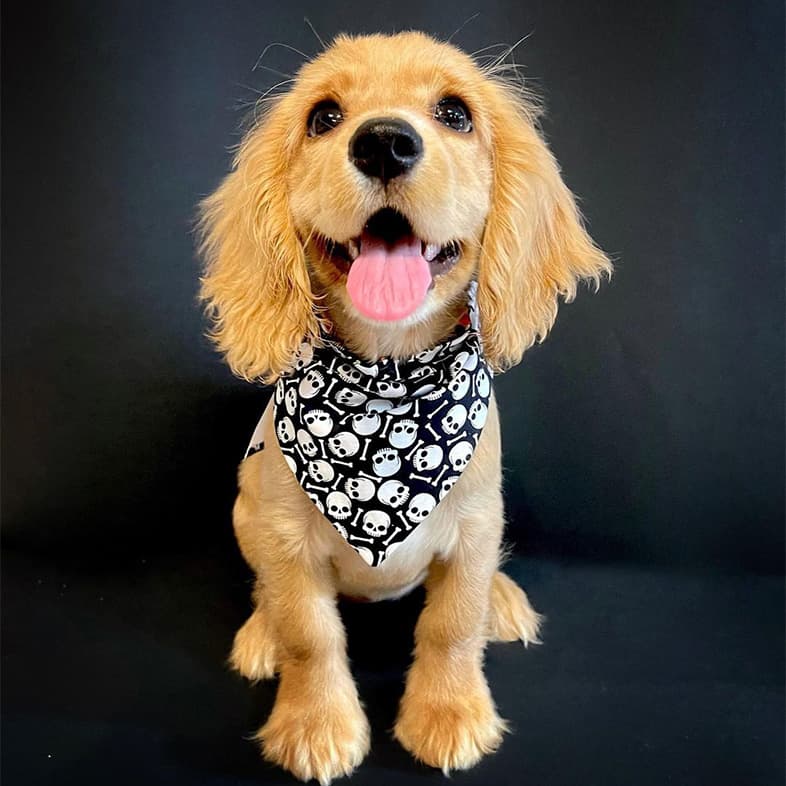 Blonde Cocker Spaniel with Skull Bandana Posing for the Camera | Taste of the Wild